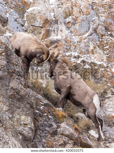 bighorn sheep rams fight  stock photo edit
