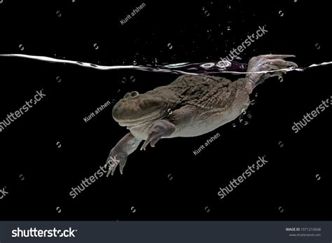 Freddy Krueger Frog Diving Black Background Stock Photo Edit Now