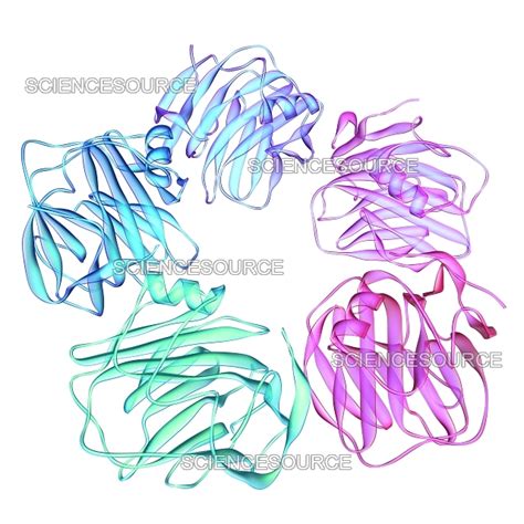 Photograph C Reactive Protein Science Source Images