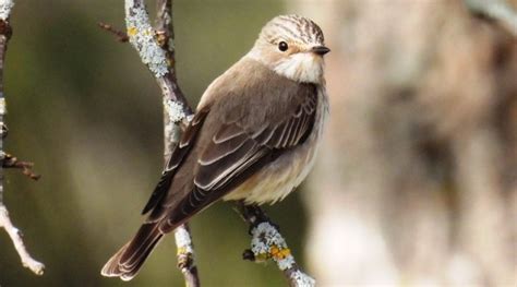 Muscicapa Striata Systematics Habitat Biology Ecological Role