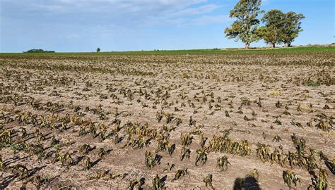 Sequía Total La Falta De Agua Ya Alcanza A Todas Las Zonas Productivas Del País Infocampo