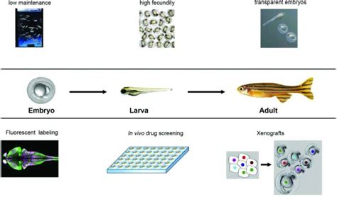 Bioi最新速递 斑马鱼动物模型在医学研究中的应用 最新消息 【国际科学编辑官网】论文润色英文润色sci论文翻译公司苏州爱