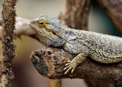 Bearded Dragon Lying On Tree Branch Close Up Heat Stock Photo