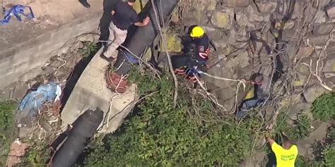 Dog Rescued After Falling Down A Cliff