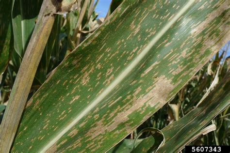 Gray Leaf Spot Cercospora Zeae Maydis Tehon E Y Daniels