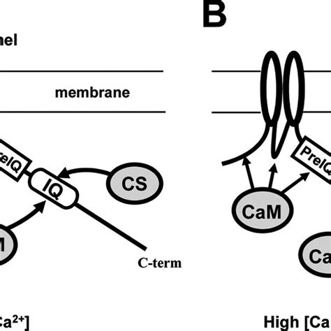 A Hypothetical Model For Competitions Between CSL And CaM On The Cav1 2