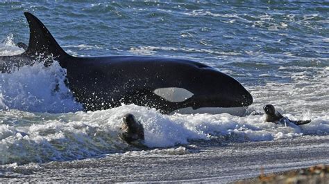 Orcas al ataque el espectáculo más salvaje de la Patagonia