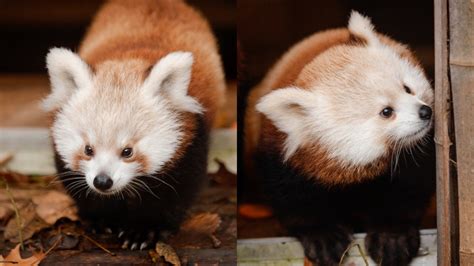 John Ball Zoo reveals names of new red panda cubs