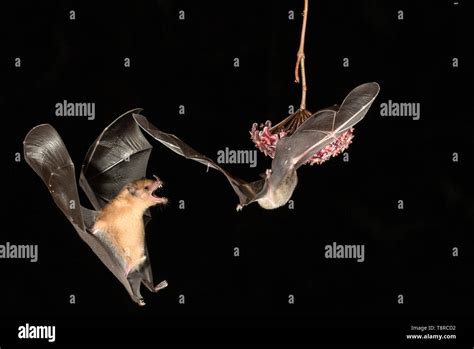 Nectar feeding bats bat costa rica hi-res stock photography and images ...