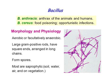 Bacillus Morphology And Physiology Ppt Video Online Download