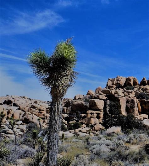 The Wonder Of The Arizona Sonora Desert Museum Foxrvtravel