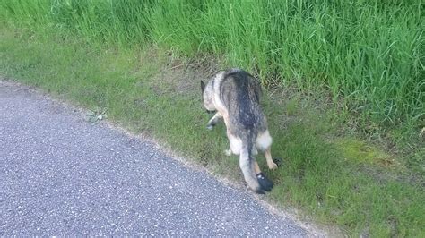 This Is What A Dog With Degenerative Myelopathy Walks Like Youtube