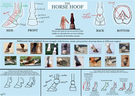 Un Destrier, helpyoudraw: Horse Drawing Tutorials Sources:...