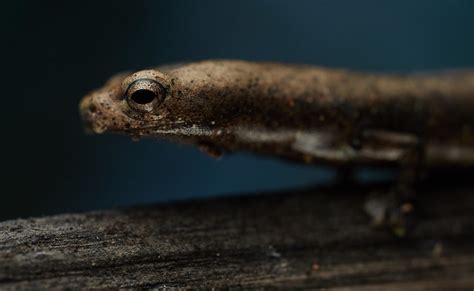 Salamander Bolitoglossa Sp A Photo On Flickriver