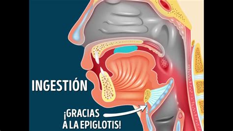 Frases Comunes Para Indicar Que Has Finalizado Tu Comida De Comer A Parte