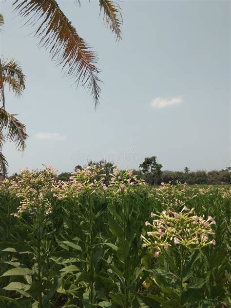 View of a Tobacco Tree Plantation with Flowers Stock Image - Image of grass, field: 160001001