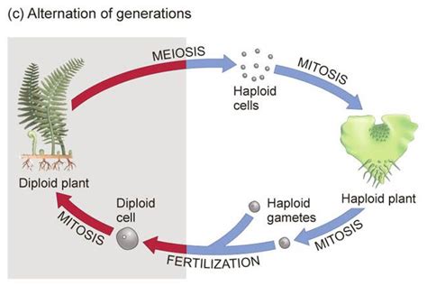 Alternation Of Generations Fern