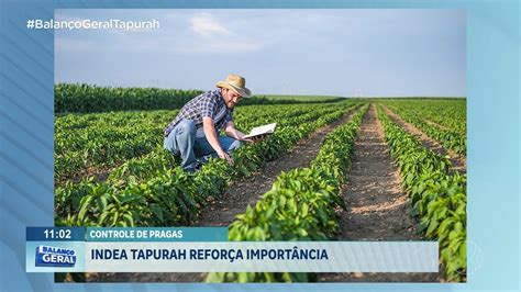 Controle De Pragas Indea Tapurah Refor A Import Ncia Youtube