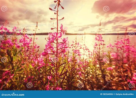 Flowers on Alaska stock photo. Image of mountain, pine - 58264006