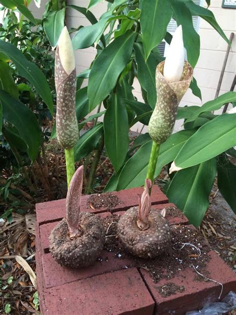 Amorphophallus Muelleri Randys Tropical Plants