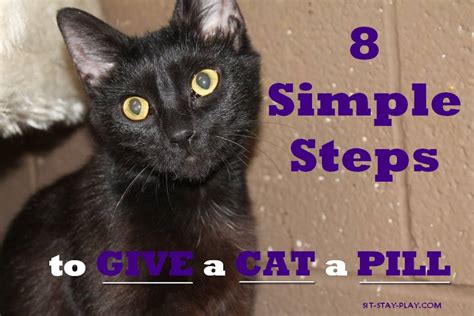 How To Give A Cat A Pill 8 Simple Steps That Are Easy