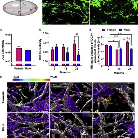 Organization Of Neuroblast Chains Decreases With Age In Males A