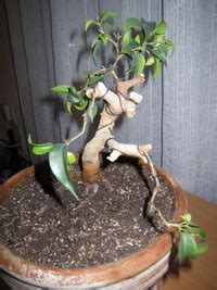 ficus benjamina Les chuhin et autres grands bonsaï ParlonsBonsai