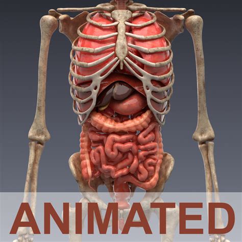 realistic human internal organs 3d model