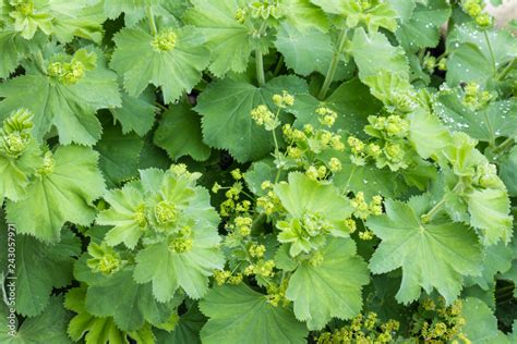 Alchemilla Vulgaris Common Lady S Mantle Plant With Flowers And