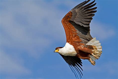 African Fish Eagle The Life Of Animals