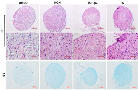 Hematoxylin And Eosin And Alcian Blue Staining Of Pellet Sections After