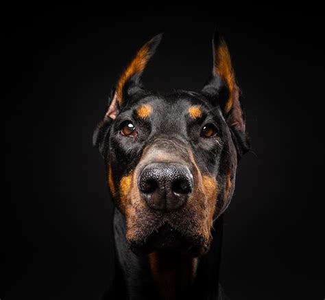 Retrato De Un Perro Doberman Sobre Un Fondo Negro Aislado Foto Premium