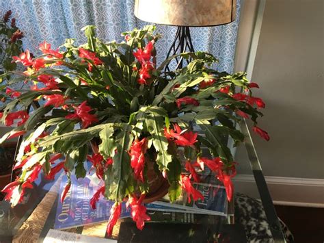 How To Care For A Christmas Cactus 14 Steps With Pictures