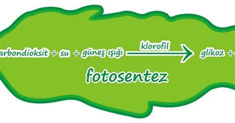 Fotosentez Sinif