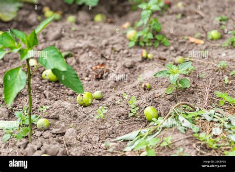 Eggplant Seedling Plant Hi Res Stock Photography And Images Alamy