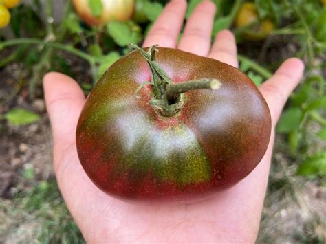 9 Easiest Heirloom Tomato Varieties To Grow Gardening