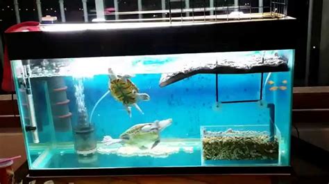 Diamondback Terrapins Nd Tank Youtube