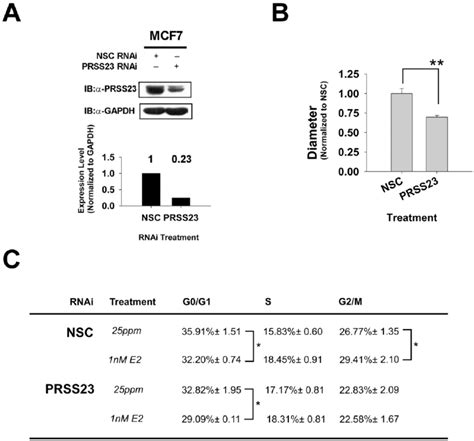 Prss23 Knockdown Reduced Estrogen Driven Mcf 7 Cell Proliferation A Download Scientific