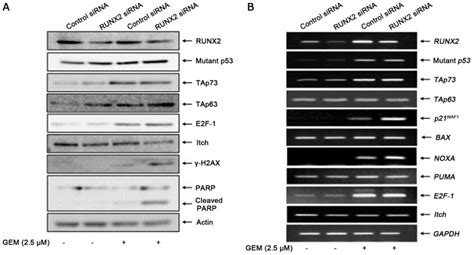 Impact Of Runx2 Gene Silencing On The Gemcitabine Sensitivity Of P53