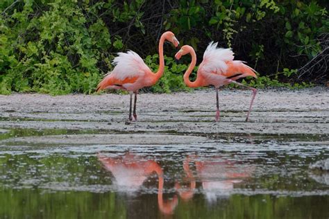 Tour De Isla Isabela Al Completo Reserva Online En Civitatis