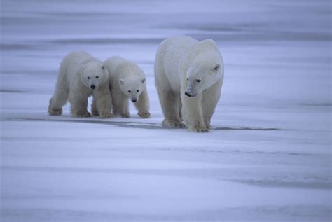 What Do Polar Bears Eat