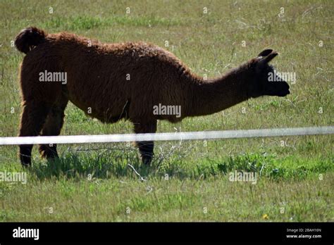 Long Neck Sheep Hi Res Stock Photography And Images Alamy