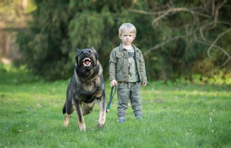 Best Guard Dogs For Families How To Keep Your Home Safe