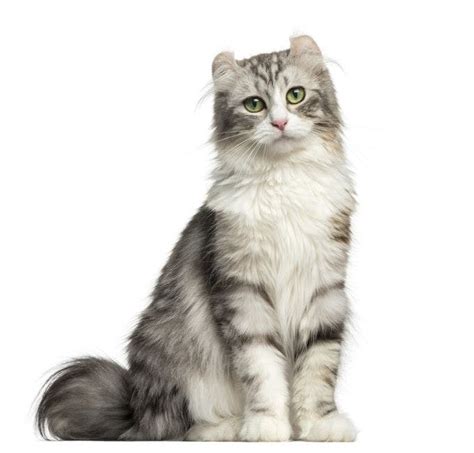 American Curl Cat Breed Information | American Curl Cat Characteristics, Grooming, Temperament ...