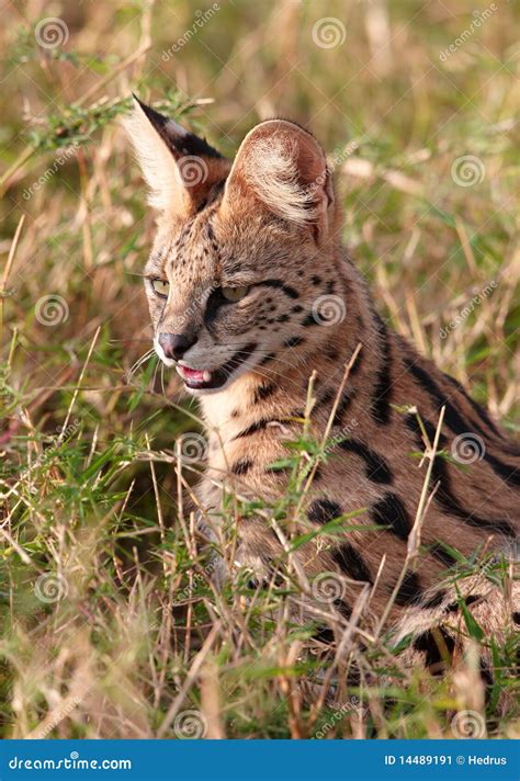 Serval Africano Serval De Leptailurus Imagem De Stock Imagem De