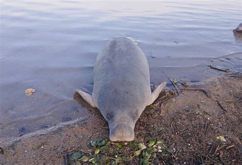 Mayo Kebbi ouest un jeune Lamantin retrouvé mort au bord du lac de