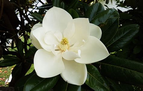 What Does A Magnolia Flower Look Like Best Flower Site