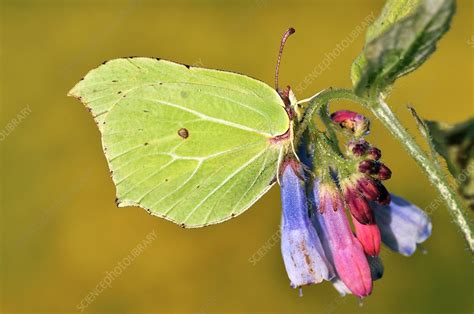 Male brimstone butterfly - Stock Image - C010/5852 - Science Photo Library