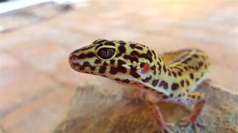 Tout Savoir Sur Le Gecko Léopard Le Lézard Favori Des Français Animalaxy