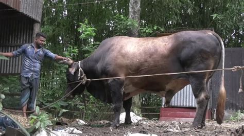 ৪০ মণ ওজনের ‘রাজা বাবুর দাম হাঁকছেন ২৫ লাখ টাকা